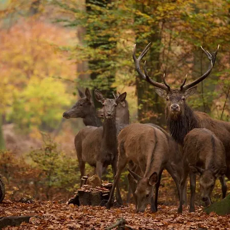 't Witte Hoes Hotel Otterlo