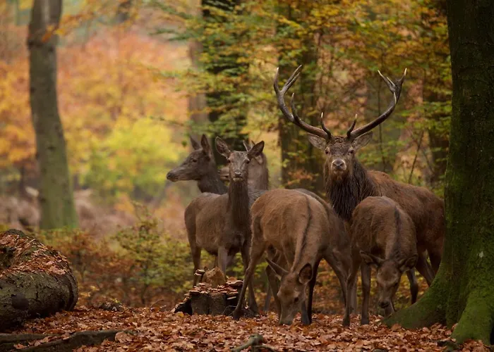 't Witte Hoes Hotel Otterlo